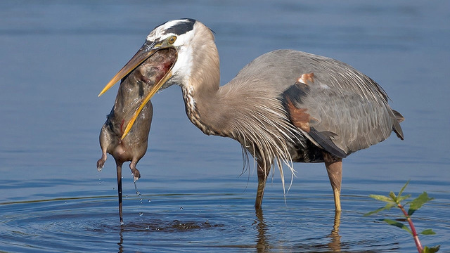 Интересные моменты птиц на охоте