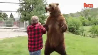 Самый большой медведь гризли которого я видел