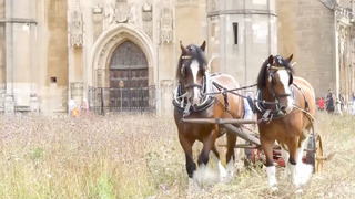 На экспериментальном лугу в Кембридже траву косят на лошадях