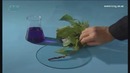 Suvning yog`ochlik orqali harakatlanishi(Tajriba)