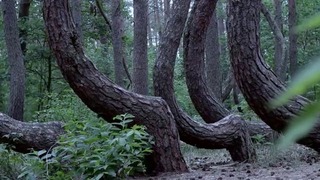10 деревьев, в существование которых сложно поверить