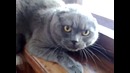 Коты тоже умеют хрюкать