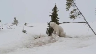 Игривые полярные медвежата