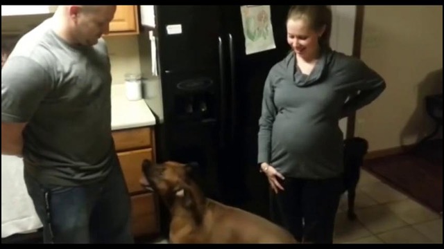Собака защищает младенца в утробе матери