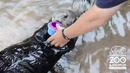 Nellie the Sea Otter stacks cups at Point Defiance Zoo & Aquarium