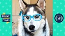 TRY NOT TO LAUGH – Cutest Animals of the Week! Funny Videos 2019