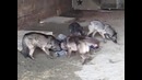Тренировка каскадера