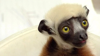 Caring For A Sickly Baby Lemur | Nature’s Miracle Babies | BBC Earth