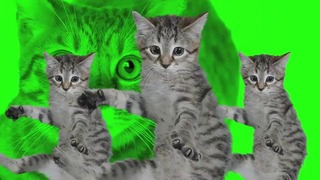 KittyCat Song feat. Grumpy Cat