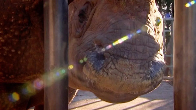 Beloved Rhino Prepares For Childbirth | Nature’s Miracle Babies | BBC Earth