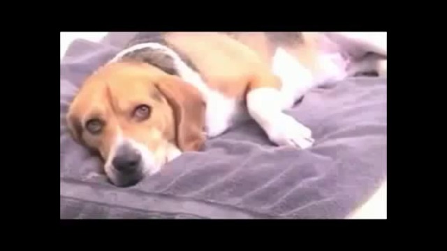 Не заглядывай под хвост а то там такое бывает)