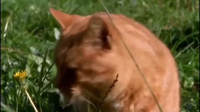 Discovery Channel – Parasites Eating Us Alive – Full Documentary 2016