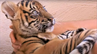Best Tiger Cub Moments Part 2 | BBC Earth