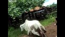 Хотела помоч,  – получи копытом