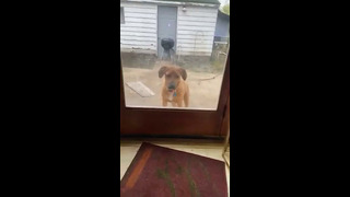 Dog Playing Ball Through Window #shorts