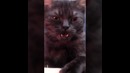 ПРИКОЛ! Я не знаю что с моим котёнком