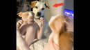 Почему собаки и кошки никогда не были друзьями