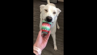 Dog Goes Crazy Over Puppuccino #shorts