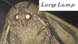 Moth Memes — PewDiePie