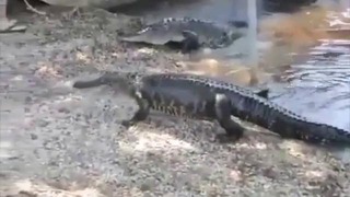 Кот напал на крокодила