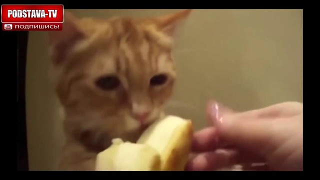 Подборка приколов с животными 2015-2016 (Part 1)