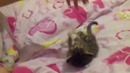Вася умри