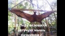 В Перу отловили летучую мышь размером с человека