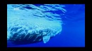 Чудеса голубой планеты. Семь континентов (Европа). 4 серия