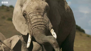 Elephant Twins Escape Battling Bulls | Dynasties II | BBC Earth