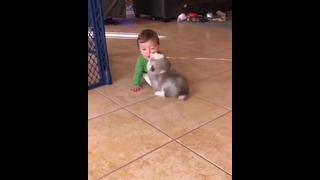 Милые животные – Щенок хаски играет с ребенком