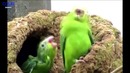 Coub Вести – Лучшее в Coub [ПРИКОЛЫ] Его нельзя так делать