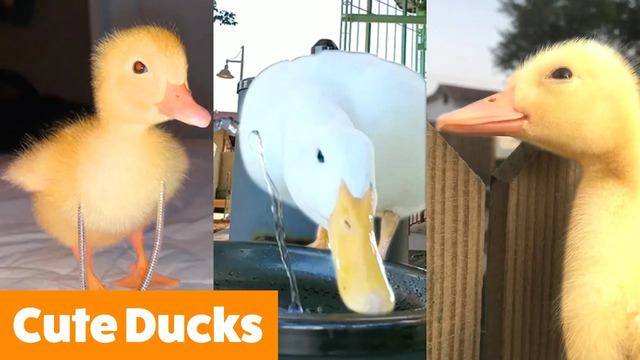 Silly Cute Ducks | Funny Pet Videos
