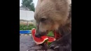 Когда арбуз оказался уже очень вкусный