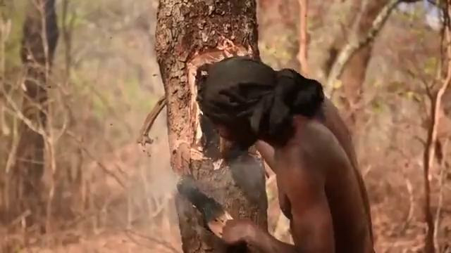 Эта хитрая птичка заставляет людей и животных делать всю грязную работу за себя