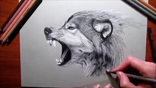 How to Draw a Wolf Pencil – Jasmina Susak Speed drawing of a wolf