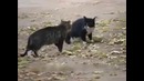Собака разняла кошек