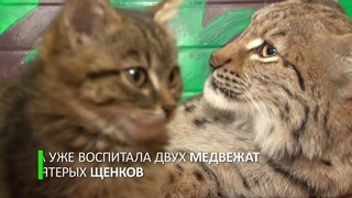 Усатая няня в иркутском зоопарке: рысь усыновила котят