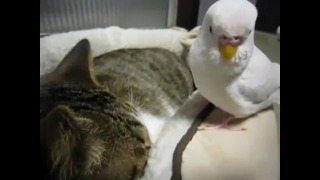 Попугай играется с котом