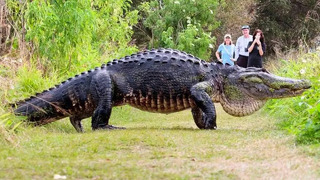 Крокодилы. Гиганты среди рептилий. От самых маленьких до огромных монстров