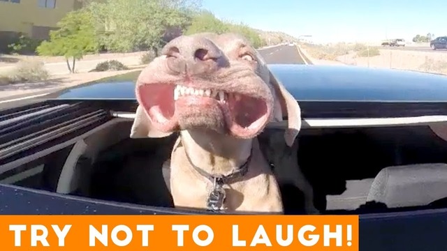 TRY NOT TO LAUGH – Funny BABIES and ANIMALS Compilation Funny Vines August 2018