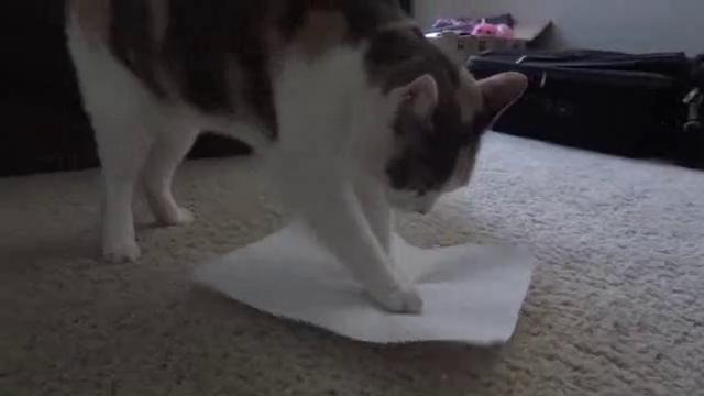 Кот очень любит бумагу