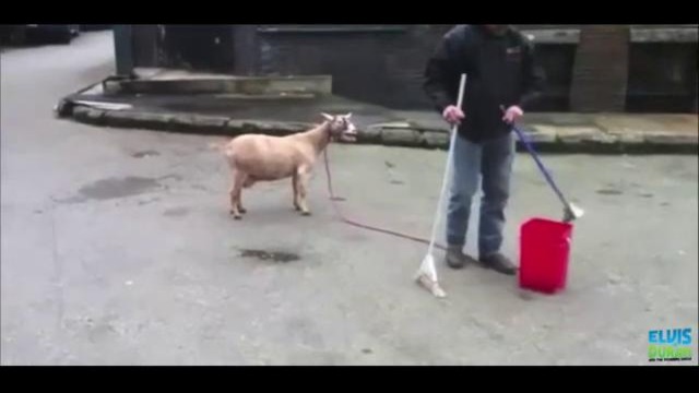 Adele – skyfall (goat edition)