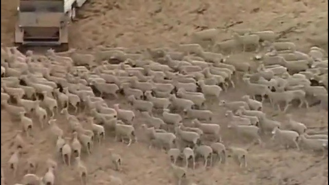 1030 овец выстроились в австралийский флаг