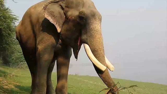 50 лет слон сидел на цепи. Только посмотрите, что он сделал, когда его освободили