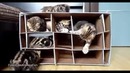 Домик для котят