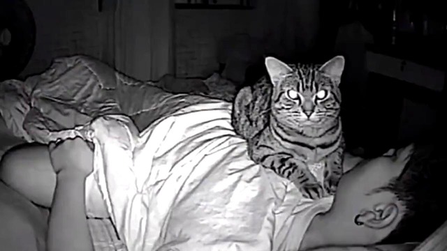 Мужчина устанавливает камеру, чтобы увидеть, что делает его Кот ночью
