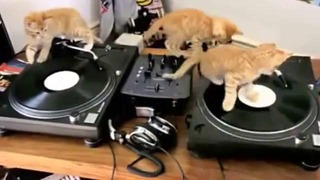 DJ Мяу, DJ Мур и DJ Мимими