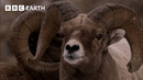 The Wildlife of Yellowstone | BBC Earth
