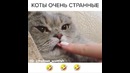 Коты такие коты