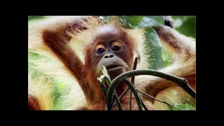 Mother Orangutan Teaches Daughter How to Survive in the Rainforest | Life | BBC Earth